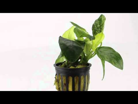 Anubias nana Pinto  - Aquarium Plant for Beginners