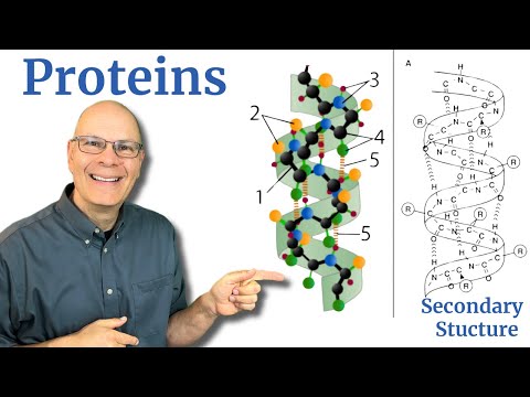 Proteins: An AP Bio Crash Course