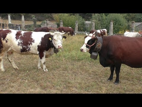 Desnalpà 2017 - Ritrovo allevatori prima della transumanza