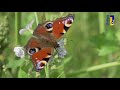 Natuur en Zo TV - Natuurakkers (1)