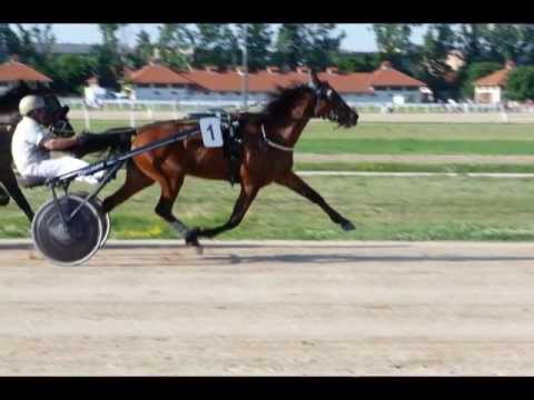 reménysugár kanca díj