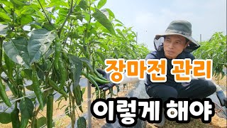 고추 다수확 하려면 장마전 꼭 관리해야