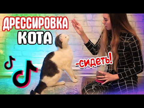 ДРЕССИРОВКА КОТА | Команды Сидеть и Поцелуйчик / Снимаю кота в TIK TOK