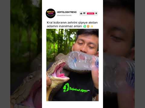 Kral kobranın zehrini şişeye akıtan adamın inanılmaz anları 🐍😲✨