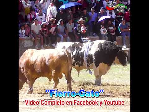 ANZALDO 2025- Toro Tinku, Encuentro "Fierro-Gato".#shorts  #almaproduccionesbolivia #tradiciones