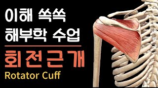 [이해 쏙쏙 해부학] 어깨 통증의 핵심! 회전근개 Rotator cuff 4총사 완전 정복