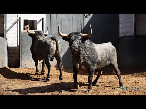 SORTEO | Victorino Martín, corrida de toros 5 junio