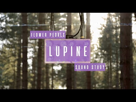 Sound Study // Flower Pedals - Lupine