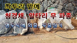 [텃밭농부 1,836]  짜투리 땅에 청경채, 알타리무 파종하고 보호하는 방법. #청경채재배 #알타리무재배