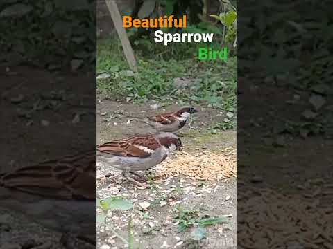 Beautiful sparrow bird sound