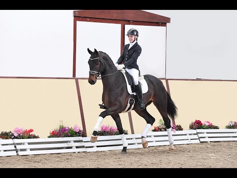 Total Diamond PS - Stallion Collection Schockemoehle & Helgstrand 2021 ENG