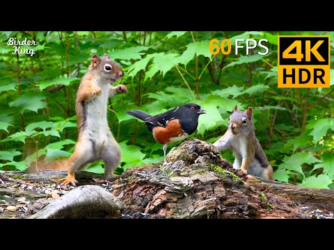 Cat TV for Cats to Watch 😺 Squirrels, Birds & a Whole Lot of Drama! 🐿 Cat Games 4K HDR