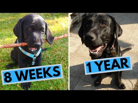 Black Labrador Puppy 8 Weeks to 1 Year - From Puppy to Dog