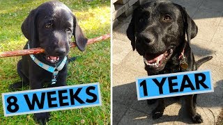 Black Labrador Puppy 8 Weeks to 1 Year - From Puppy to Dog