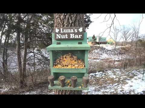 Winter Yard Tour (Luna’s Nut Bar Too) (1/26/2025)