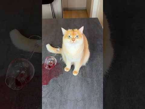 Don’t be rude to your pets🥺 #cat #cats