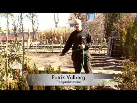 Trädgårdstips 1 - Vattna vintergröna växter