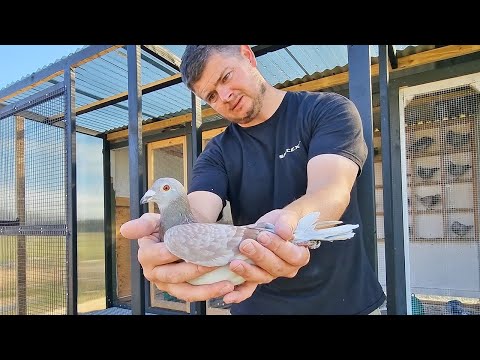 Roof & Wire On! Pigeon Loft Build