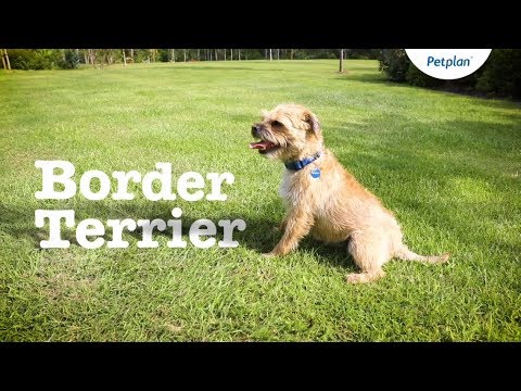 border terrier fogyás