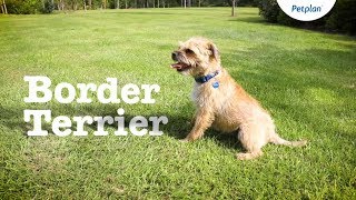 Border Terrier Dog Breed: Temperament, Lifespan & Facts | Petplan