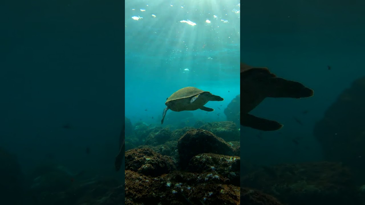 Sea turtle in the current 💙 #tenerife #freediving #ocean