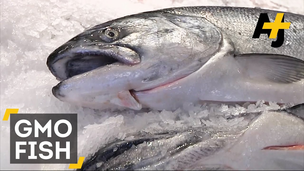 GMO Fish Approved By FDA