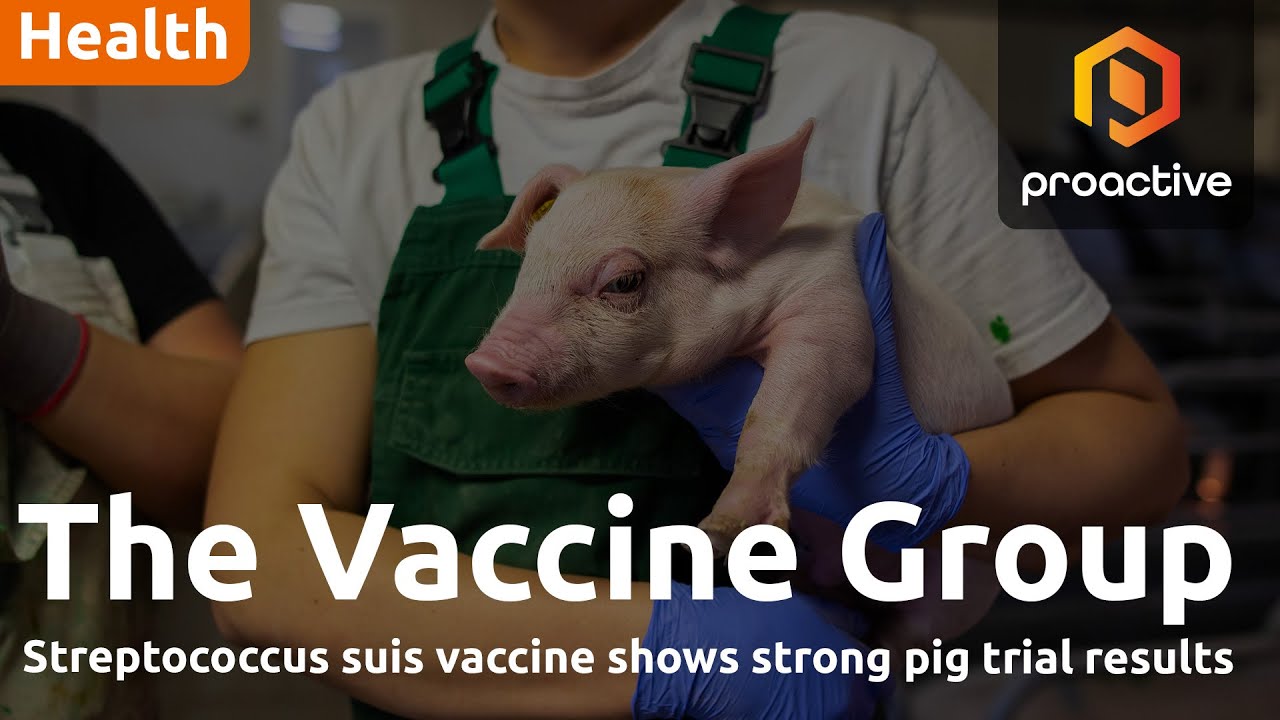 The Vaccine Group beats trial rival with Streptococcus suis candidate