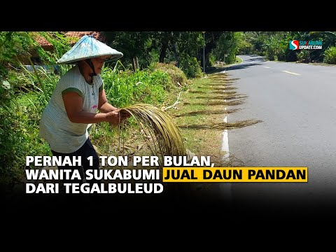 Pernah 1 Ton Per Bulan, Wanita Sukabumi Jual Daun Pandan dari Tegalbuleud