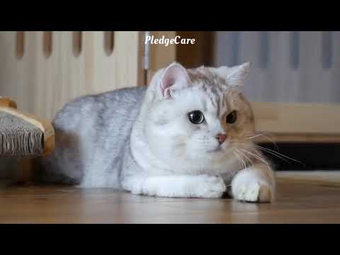 PledgeCare Air-Dried Cat Food | Launch Campaign