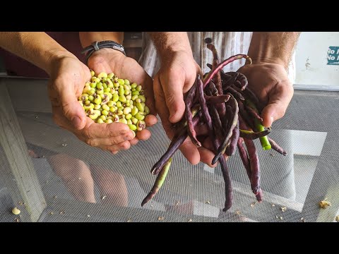 , title : 'Southern Peas - Growing, Harvesting & Shelling | Okfuskee Farm'