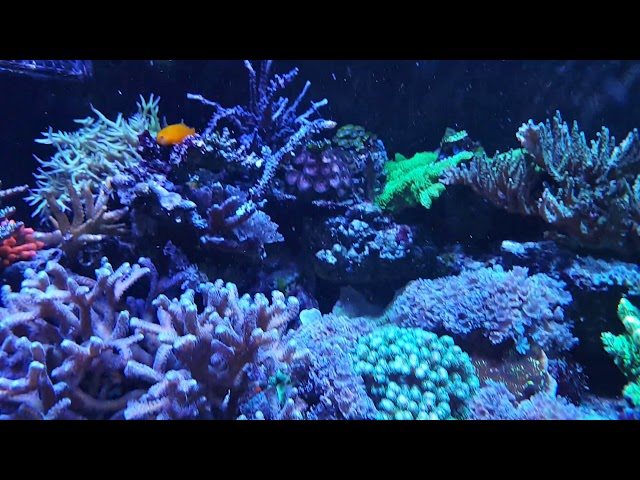 Progression of Reef (part 22)