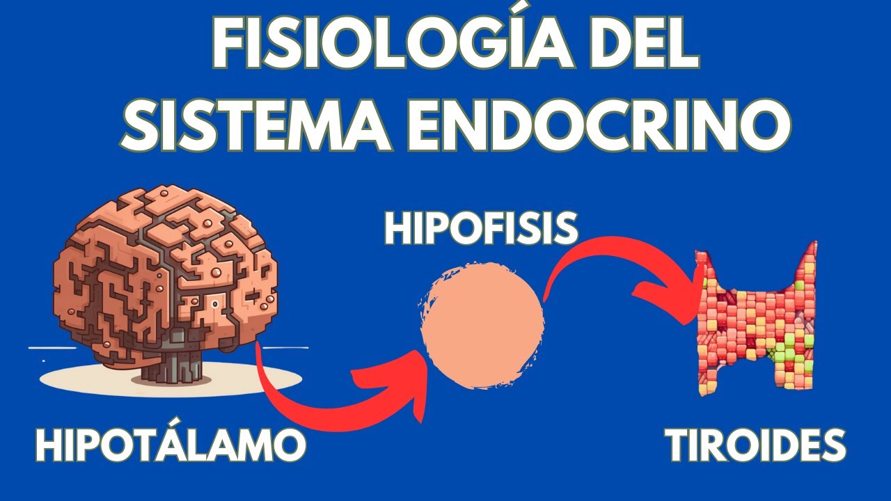 El sistema endócrino fisiología de glándulas y hormonas