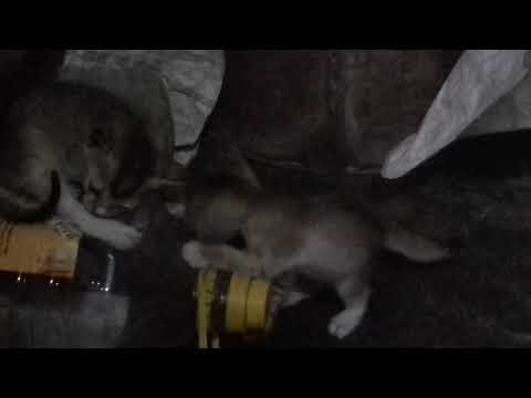 twins fight in store room💜💜