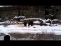 Bear Fight At Detroit Zoo