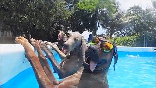 It's A Dog Party, It's A Dog Pool Party! | Funny Animal Compilation