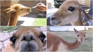 preview picture of video 'Dos Vicuñas - ビクーニャという動物'