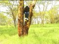 OFFICIAL VIDEO KALINAE MWEENE KUTILA KIVUTHYA