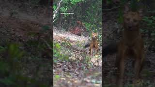 Download lagu Oh my God 😱 Wild dogs ready to attack 😱 Hear it… #shorts mp3