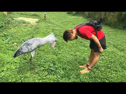 The Funniest ANIMALS of 2026 🤣 New UPDATE Funny Animal Videos