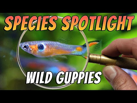 Guppy živorodka (Poecilia reticulata) — profil druhu