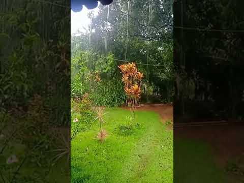 Laughter In The Rain (. Neil Sedaka ) CAPITÃO ANDRADE MINAS GERAIS 🇧🇷🇧🇷🇧🇷🇧🇷