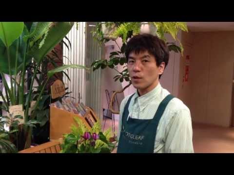 アンスリウムが一番嫌いなものは何ですか?培養シート  庭園