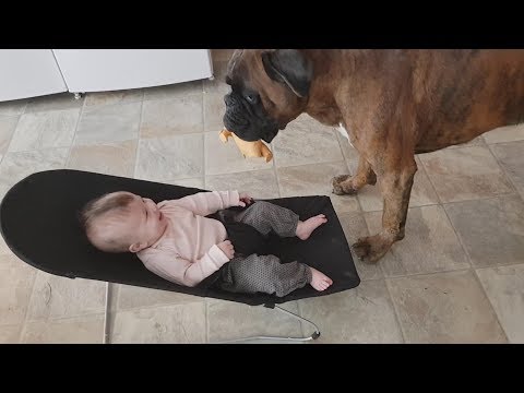 'Play With Me!' Funny Boxer Tries To Get Tiny New BFF To Play Fetch With Him