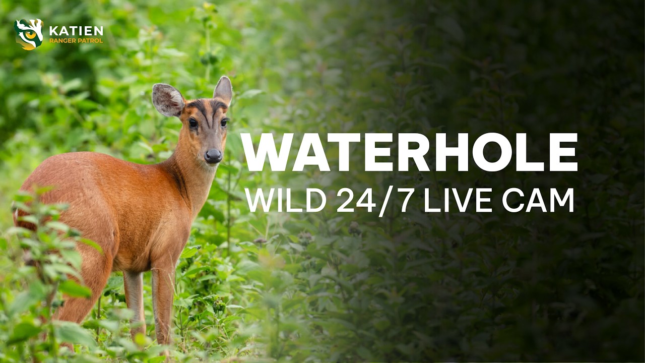 Live webcam view of Cat Tien Watering Hole Wildlife Cam