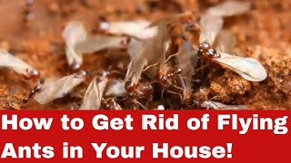 Winged Invaders: How to Get Rid of Flying Ants in Your House