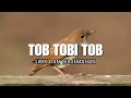 Tob Tobi Tob Lirik Dan Terjemahan Tob Tobi Tob