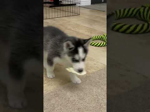 We got Siberian Husky pups!