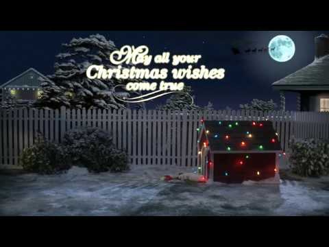 cute dog waits for santa video