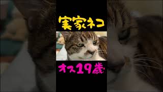 実家ネコオス19歳トラ🐯🐈 #ねこ #ペット