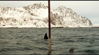 preview picture of video 'Killer Whales attacks Seal in Norway - Orcas'